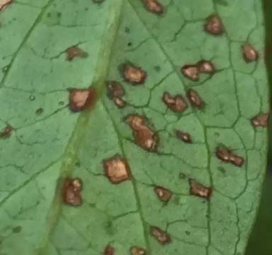 Ржавчина листьев голубики