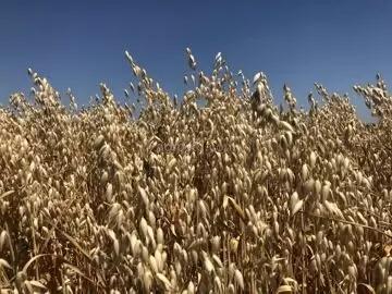 Петрович сорт овса ярового