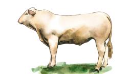 Аквитанская