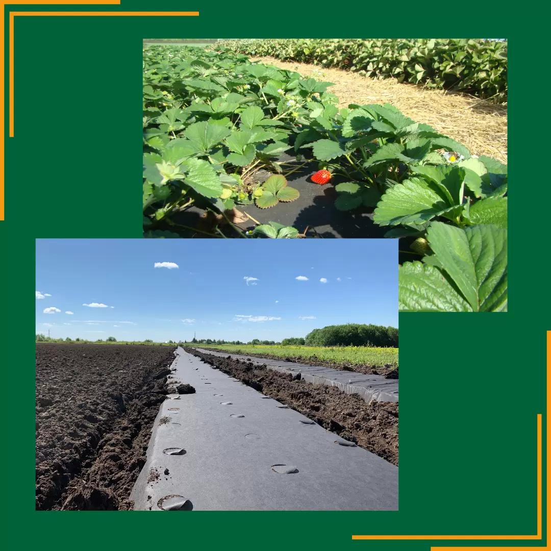 Улучшение качества почвы при помощи мульчи