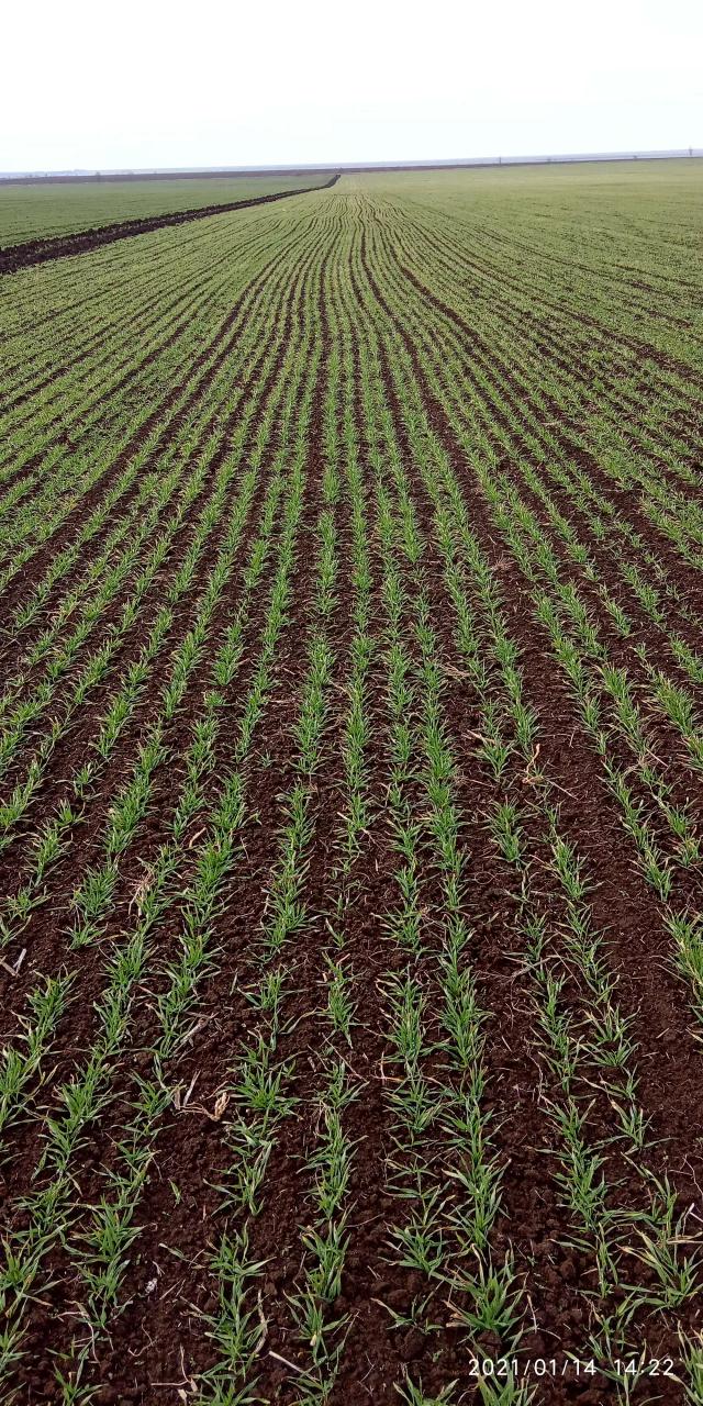 Озимый ячмень