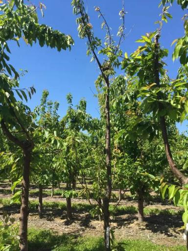 Бактериальный рак черешни