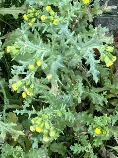 Крестовник обыкновенный