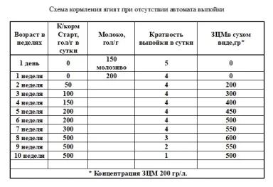 Регламент производства овечьего молока. Ремонтный молодняк