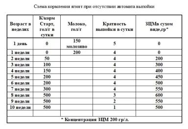 Регламент производства овечьего молока. Ремонтный молодняк