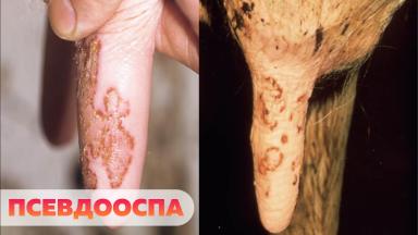 Инфекционные заболевания вымени коров