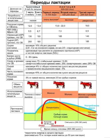 Кормление коров в разные периоды лактации