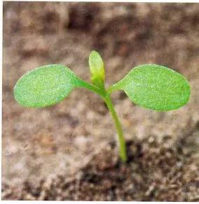 Пастушья сумка