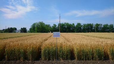 Безостая 100  сорт мягкой озимой пшеницы