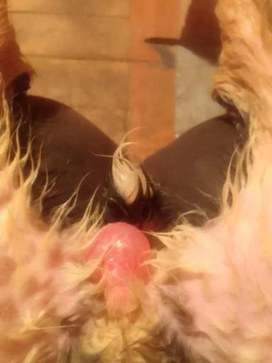 Из-за чего у новорожденной козочки проблемы с мочеиспусканием?