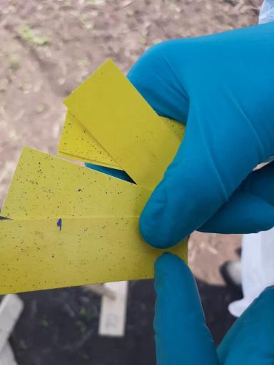 Опыт внесения гербицида КАМАРО,СЭ с помощью дронов XAG