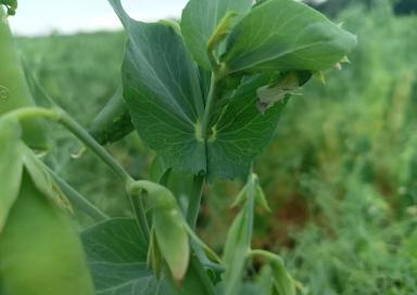 Вопросы из чатов: чем провести обработку?