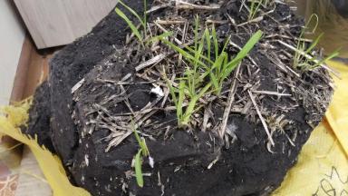 Отбор монолитов озимой пшеницы на Агрополигоне "Приволжье"