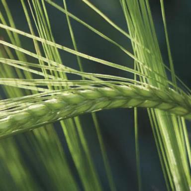 КВС Фантекс (KWS FANTEX)