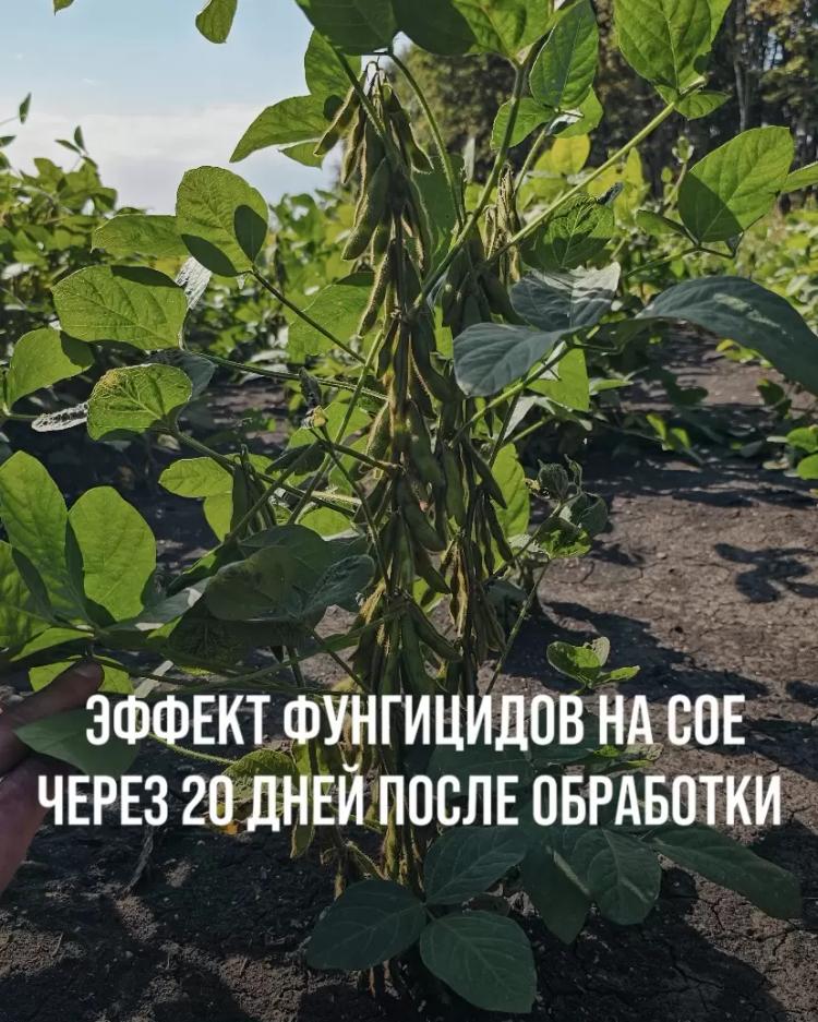 ЭФФЕКТ ФУНГИЦИДОВ НА СОЕ - ЧЕРЕЗ 20 ДНЕЙ ПОСЛЕ ОБРАБОТКИ