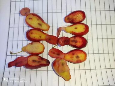 Причины болезни кизила 