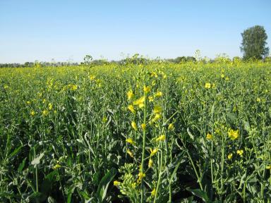Применение инсектицидного протравителя Контадор Макси на рапсе