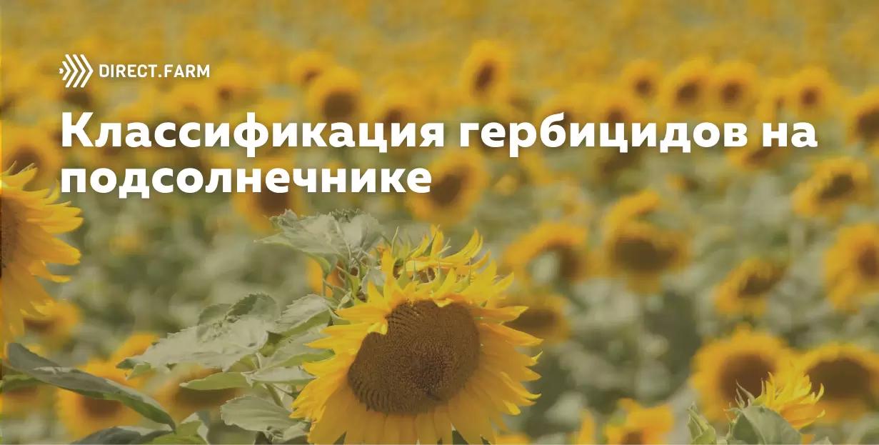 Классификация гербицидов для защиты подсолнечника