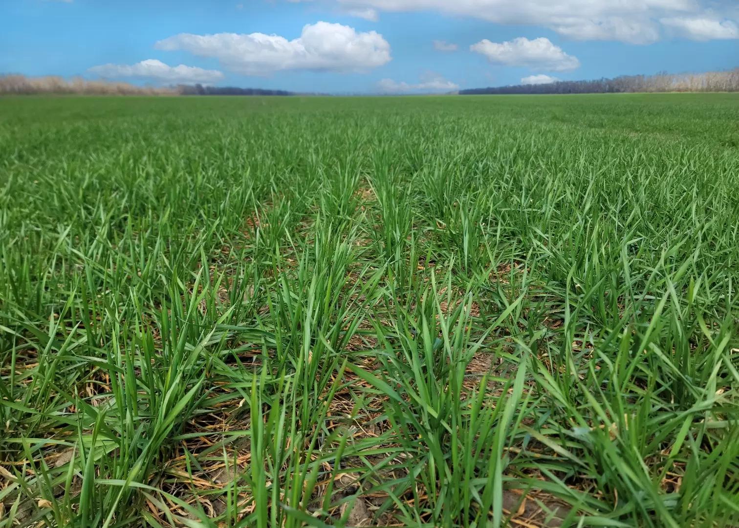 Подготовка культуры к перезимовке