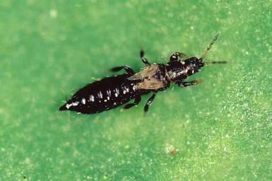 Гороховый трипс