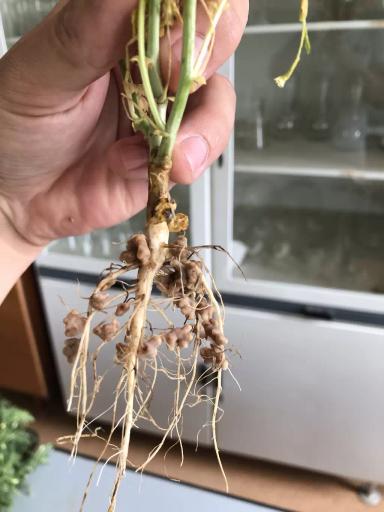 УСОВЕРШЕНСТВОВАННЫЕ ЭЛЕМЕНТЫ ТЕХНОЛОГИИ ВОЗДЕЛЫВАНИЯ НУТА ДЛЯ УСЛОВИЙ СУХОСТЕПИ