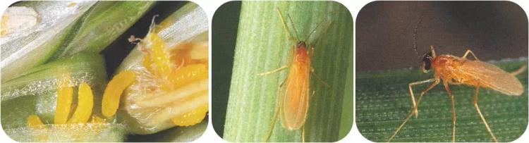 Желтая злаковая галлица (пшеничный комарик)