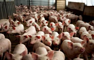 "Живая Хлорелла" для свиноферм