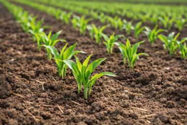 Текногель Амино 10-25-10: фосфорный акцент, аминокислотная поддержка