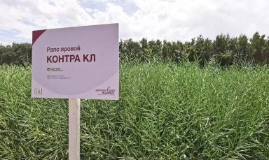 Контра КЛ (CONTRA CL)