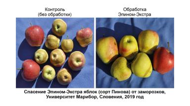 Защита растений от возвратных заморозков, засухи и других стрессов