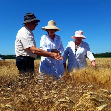 Твёрдая пшеница: здоровое питание, высокая прибыль и стабильные рынки сбыта