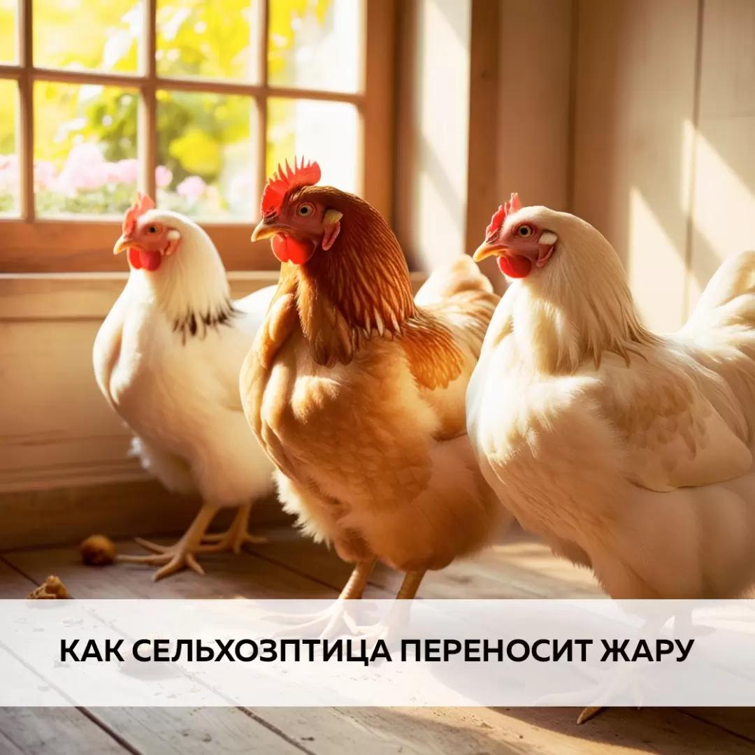 Как сельхоз птица переносит жару