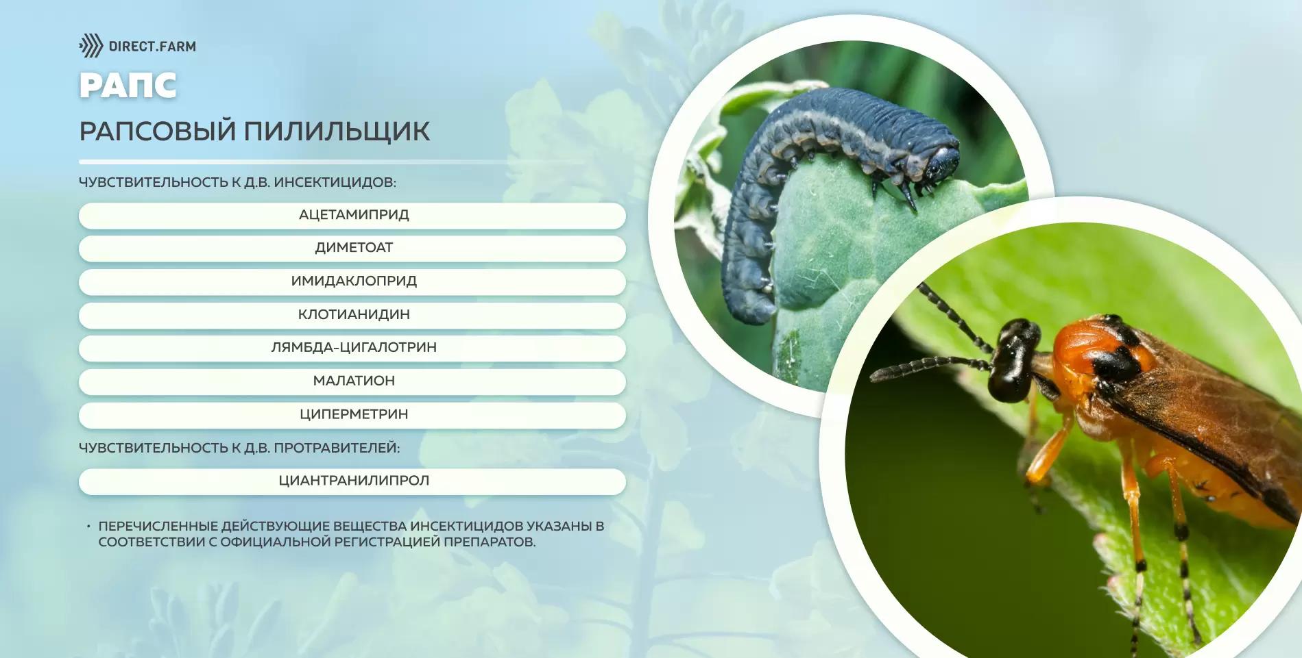 Шпаргалка д.в. против рапсового пилильщика