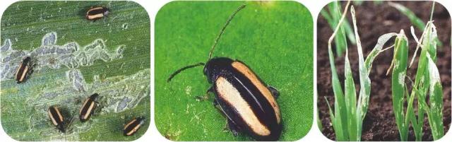 Хлебная полосатая блошка