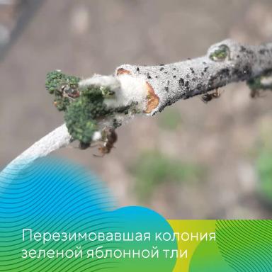 Обработки садов в ЦЧР