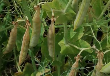 Болдор (BOLDOR)