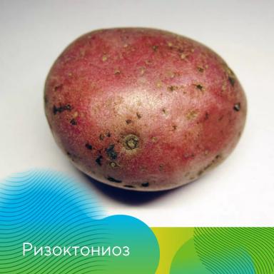 Клубневой анализ картофеля