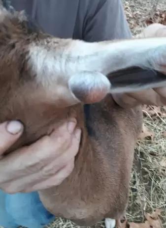 Вопросы из чатов: отчего у козы на ухе нарост?