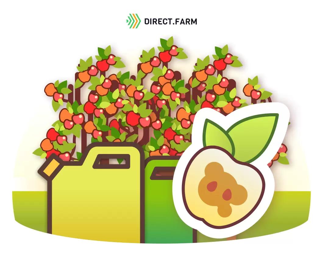 Почему при хранении загнивает сердцевина яблок? 