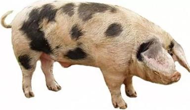 Северокавказская порода свиней