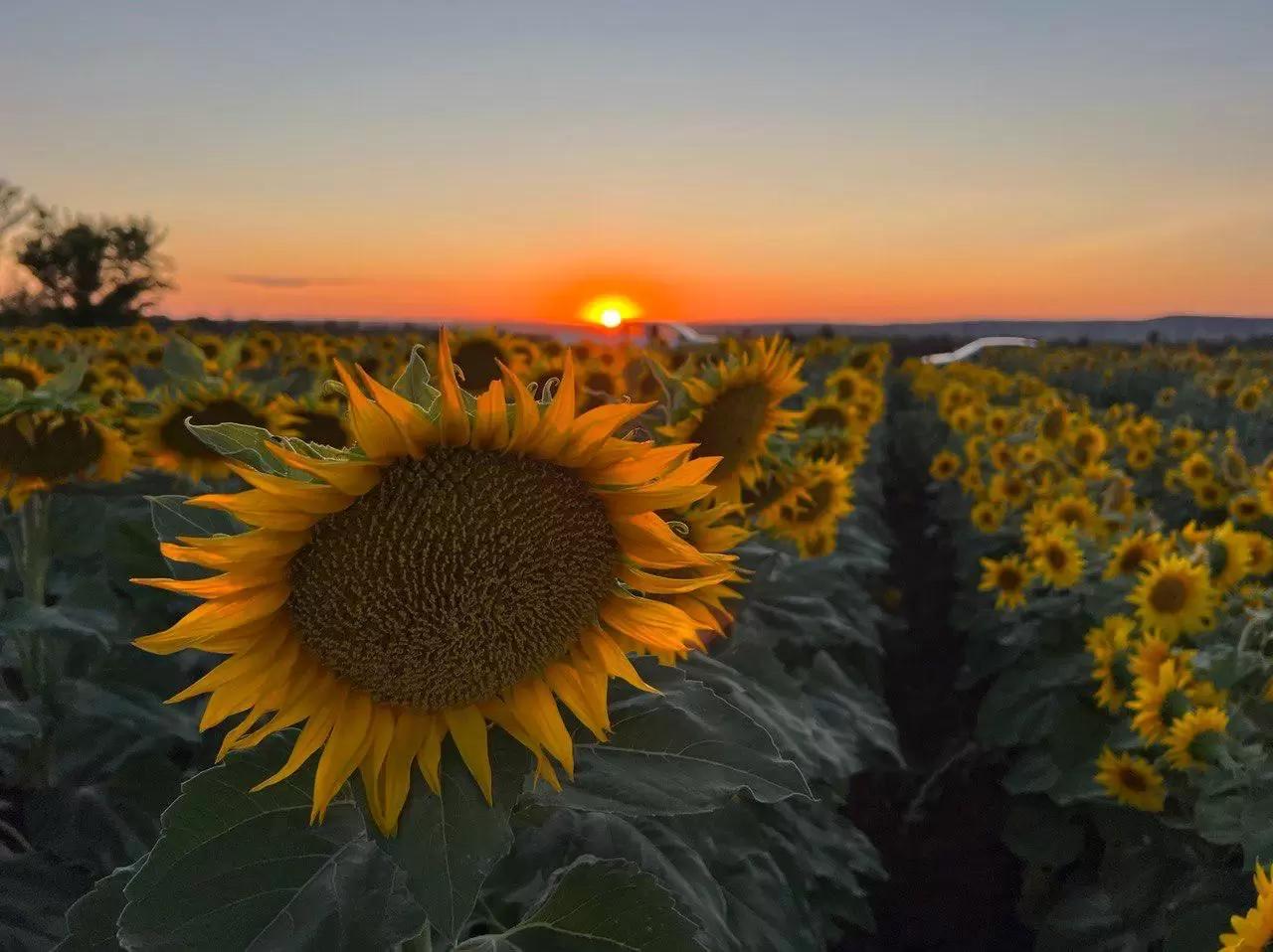 БИНГО — высокопродуктивный гибрид подсолнечника нового поколения