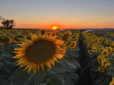 БИНГО — высокопродуктивный гибрид подсолнечника нового поколения