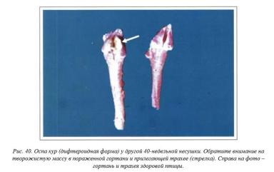 Вегад - Атлас болезней птицы. Ч. 4. Оспа кур (оспа-дифтерит)