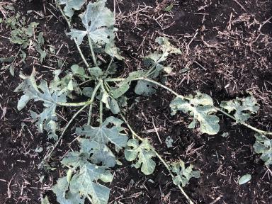 Здравствуйте коллеги. Побило градом подсолнечник и бахчевые. 