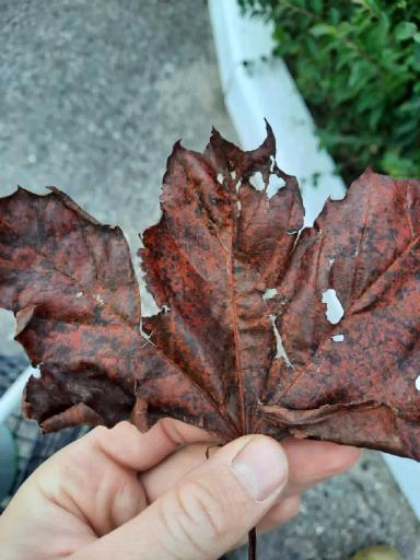 Типичные заболевания клёна остролистного "Royal Red" или Беда не приходит одна