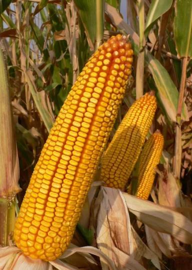 Ладожский 292 АМВ гибрид кукурузы