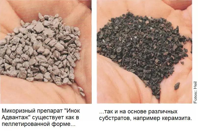 Биостимуляторы растений часть 14(заключительная): Когда грибы помогают...