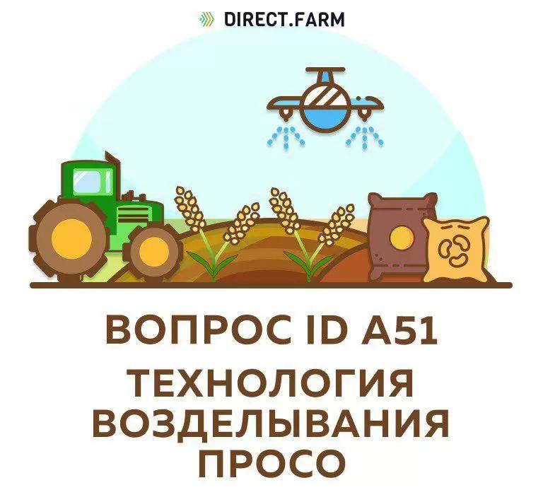 Как выращивать просо на зерно? 