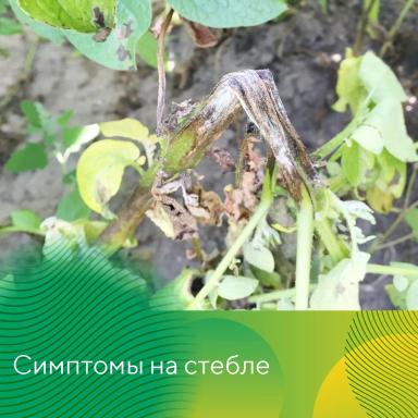 Методы контроля фитофтороза