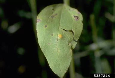 Ржавчина подсолнечника